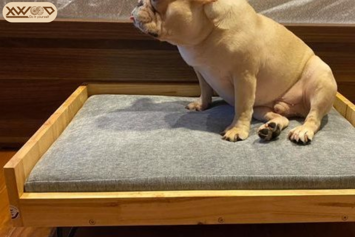 Giường nệm cho chó - Vật dụng nhỏ, lợi ích lớn