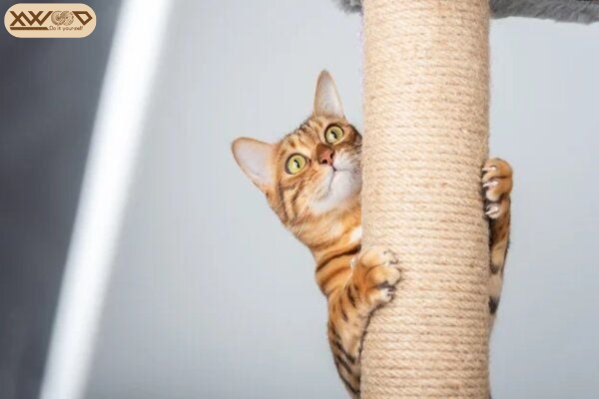 Tại sao mèo cần có trụ cào móng riêng