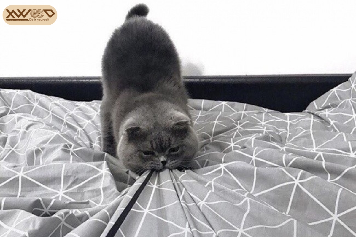 Tại Sao Mèo Không Thể Ngừng "Phá Hoại"?