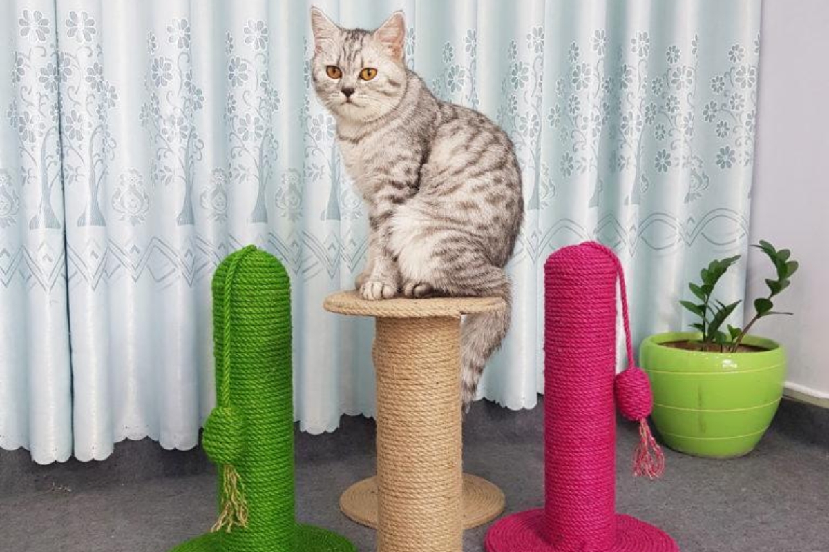 Trụ cào mèo Xwood - Bền chắc, an toàn và đẹp tinh tế